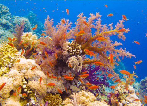 Croisière De la Vallée du Nil aux sables d'Hurghada - 29