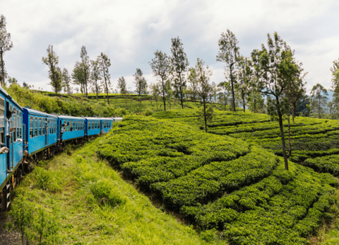 Circuit Découverte du Sri Lanka - 5
