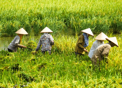 Circuit De la Baie d'Halong à Phan Thiet 5* - 6