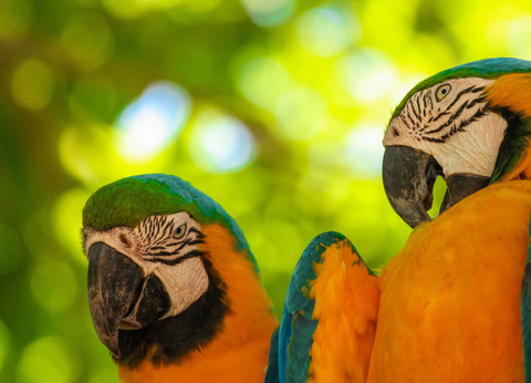 Circuit Baianas et Cariocas, Trésors du Brésil et Plaines du Pantanal - 27