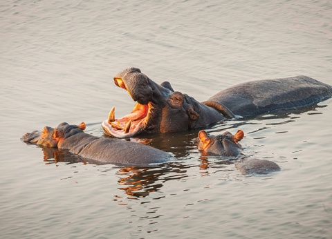 Circuit Légendes du Cap et de la savane + extension aux chutes Victoria **** - 5