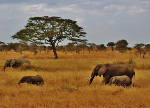 Combiné Ôclub SBH Monica Zanzibar 5* + Safari 2 nuits - 14