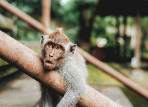 Circuit De la jungle d'Ubud aux vagues de Nusa Lembongan **** - 5