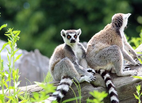 Circuit Splendeurs de Madagascar - 14