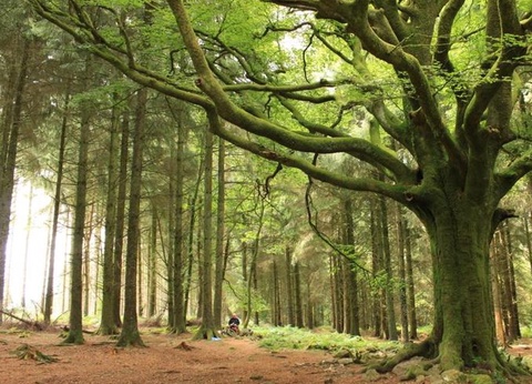 Camping Le Val de Landrouet 3* - 43