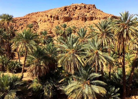 Circuit La boucle des Oasis : les jardins de la Saoura - 3