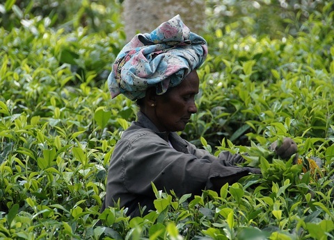 Circuit Evasion au Sri Lanka - 17