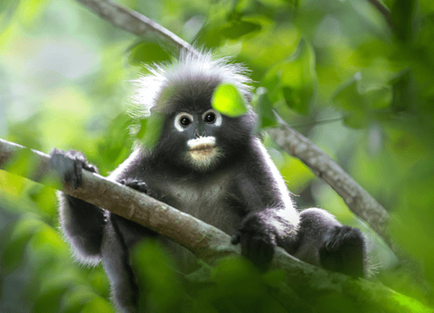 Combiné De Bangkok à Krabi 5* - 21