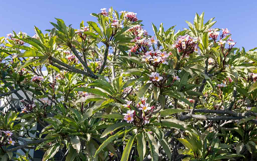 Hôtel Les Créoles 3* - 10