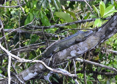 Circuit entre Jungles et Forêts du Costa Rica + extension Playa Samara - 12