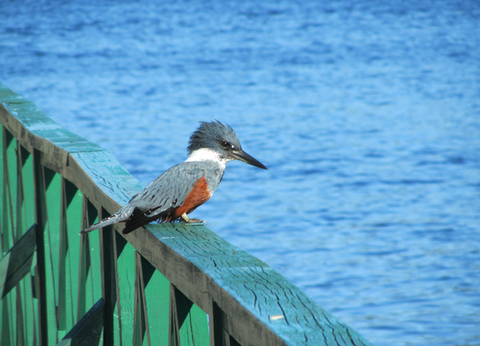 Circuit Découverte de Chiloé et Aventure Chilienne du Nord au Sud - 26