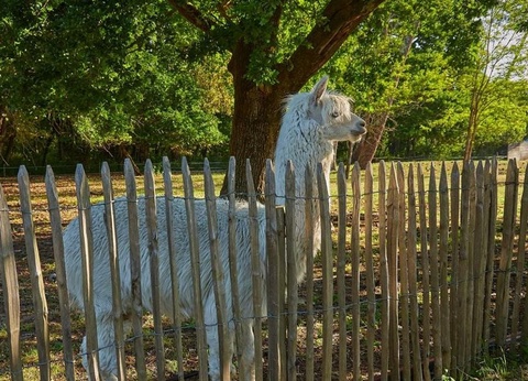 Camping Marvilla Parks - La Pinède 4* - 35