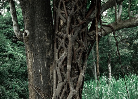 Grandeur du Panama - 8