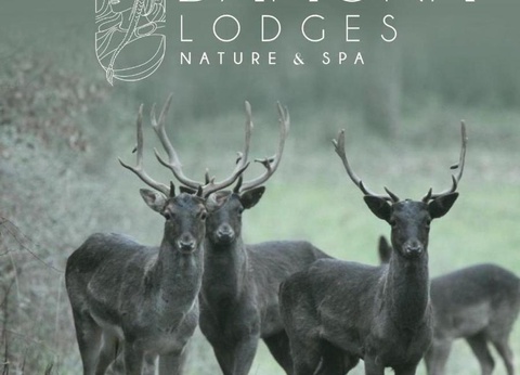 Damona Lodges, 3* - 12