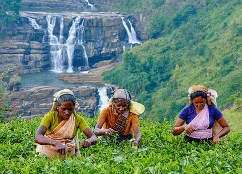 Circuit Trésors du Sri Lanka en Privatif et plage à Pasikudah 3* - 22