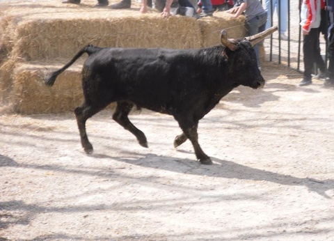 Camping Saint Gabriel, 3* - 62