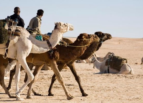 Combiné circuit et hôtel Circuit Plage au Framissima Golf Beach Djerba et désert de Tozeur **** - 23