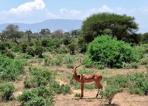 Circuit Safari Kilimandjaro 4* - 14