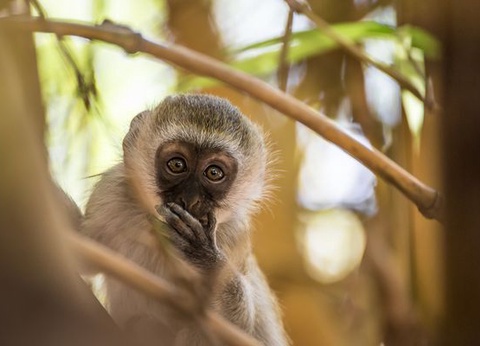 Circuit Douceurs du Kenya et extension balnéaire Mombasa - 13