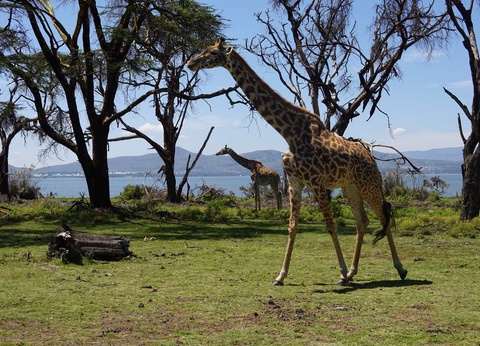 Circuit Le Kenya Autrement et safaris - 4