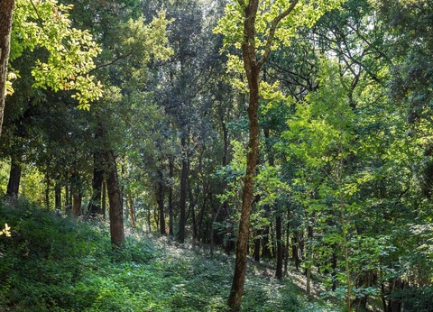 hu Montescudaio village, 3* - 21