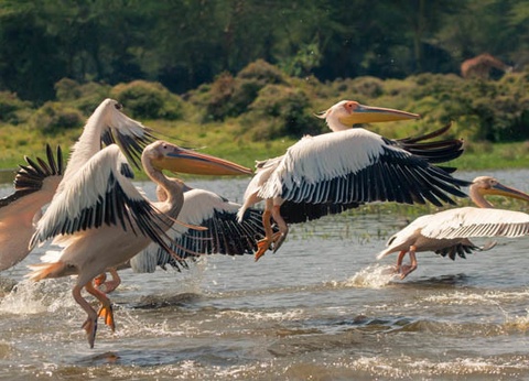 Circuit Safari au coeur des grands parcs du Kenya - 18