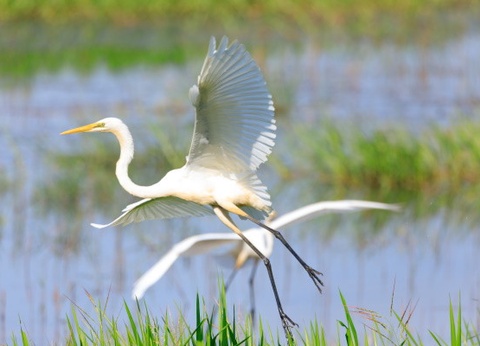 Circuit Panorama des Etats du Sud-Est Américain & extension Miami - 13