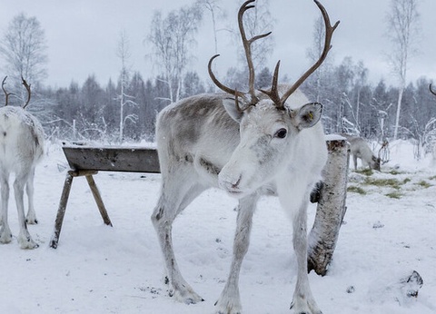 La Magie de Noël au Coeur de la Laponie Suédoise - 13