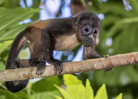 Circuit Merveilles du Costa Rica du Nord au Sud + Extension dans les Caraïbes et au Panama - 20