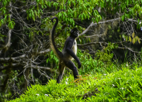 Circuit Guatemala, Sur la Piste du Quetzal et Plage - 25
