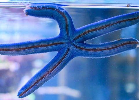 Séjour familial avec entrée à l'Aquarium Nausicaa - 3* - 33