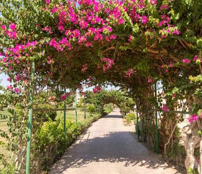 Combiné Rêverie sur le Nil et Long Beach Resort - 29