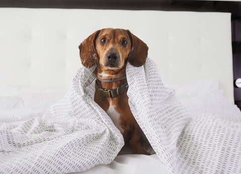 Hôtel INNSiDE Palma Bosque 4* - 74