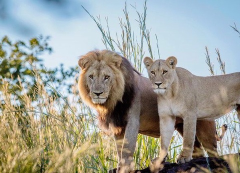 Chroniques d'Afrique Australe - Afrique du Sud, Zimbabwe, Eswatini - 7