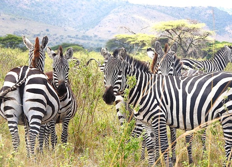 Safari Privatif - Aventure Tanzanienne - 3