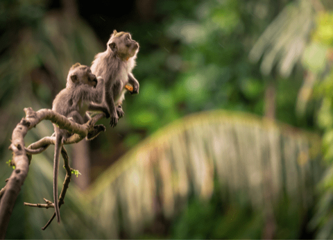 Combiné De Hong Kong à la Jungle de Bali - 19
