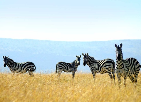 Circuit L'essentiel du Kenya en 4 x 4 - 5