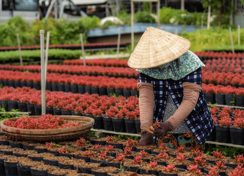 Circuit Vietnam, la perle d'Indochine 4/5* - 15