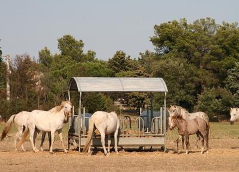 Camping Abri de Camargue, 4* - 78