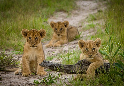 Immersion au Botswana 11J/8N - 2025 - 15