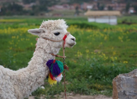 Circuit Privatif Trésors Andins + extension Amazonie - 7