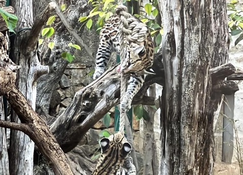 Camping Parc des Fontanettes, 4* - 32