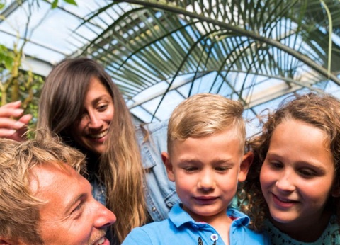 Camping L'Abri des Pins, 4* - 240