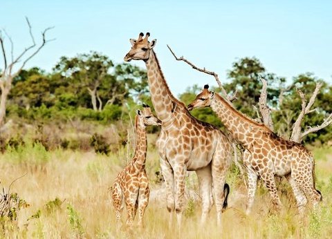 Immersion au Botswana & Extension Chutes Victoria 13J/10N - 2025 - 18