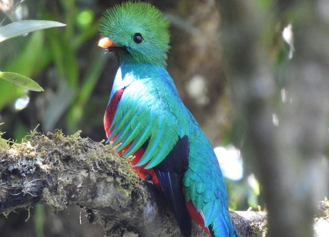 Circuit Explorations du Costa Rica et Extension Playa Tambor - 14