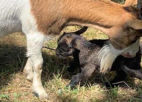 Camping Les Lacs d'Armagnac, 4* - 10