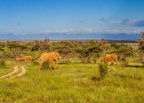 Circuit Safari au coeur des grands parcs du Kenya - 23