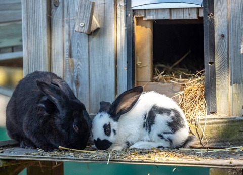 Camping la Grande Métairie 5* - 29