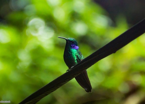 2025/2026 - Autotour Chemins Costariciens Vols flexi - 5