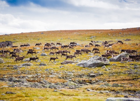 Circuit Vision Incontournable de Scandinavie - 24